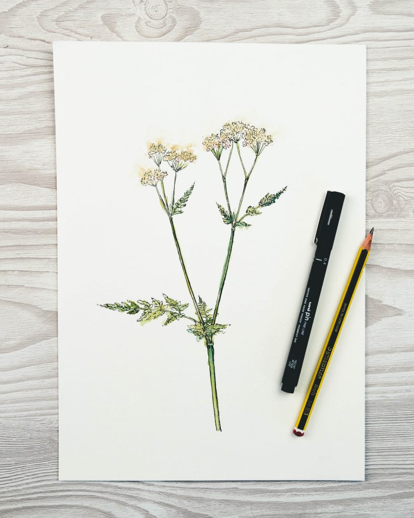 Cow Parsley Line and Wash
