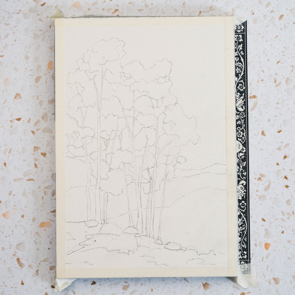 Pencil Outline of Silver Birch